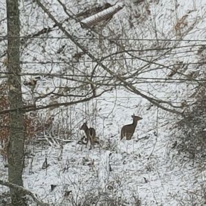 Meet your Posher, Tracey